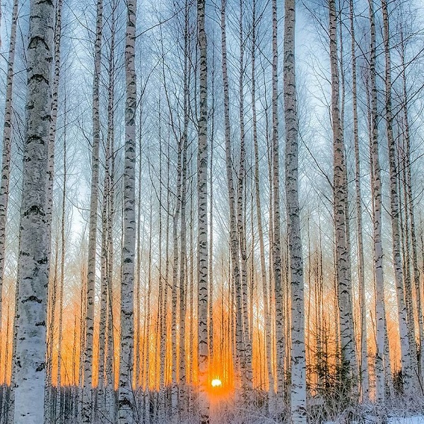 دنیای افسانه ای در جنگل های فنلاند